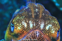 Accommodating cephalopod.   A friendly cuttlefish in Myan... by William Domb 